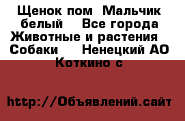 Щенок пом. Мальчик белый  - Все города Животные и растения » Собаки   . Ненецкий АО,Коткино с.